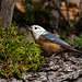 Leucistic Red-breasted Nuthatch