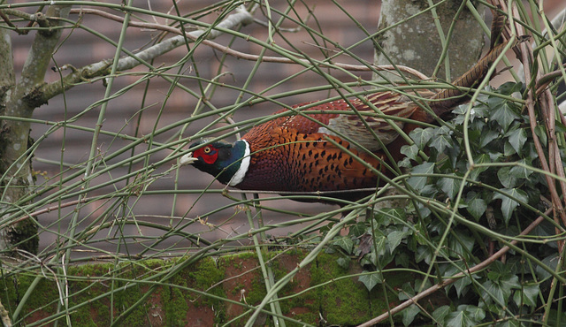 "Whoops, I've been spotted."     Pheasant (Phasianus colchicus)