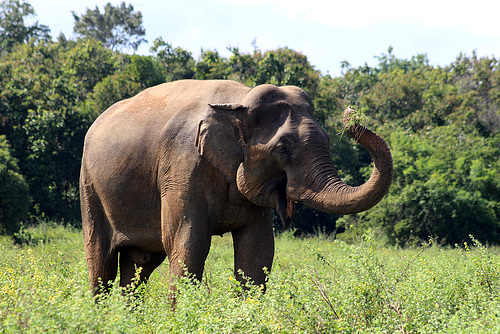 Happy Looking Elephant