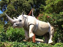 Portofino- An Unexpected Rhinoceros