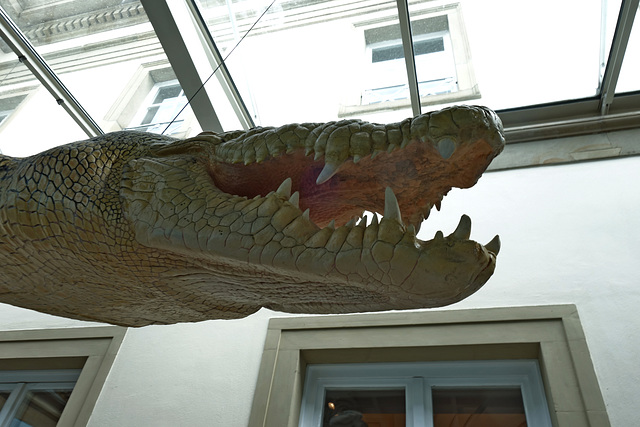 Das Weiße der Wilhelma, jetzt im Naturkundemuseum Rosenstein