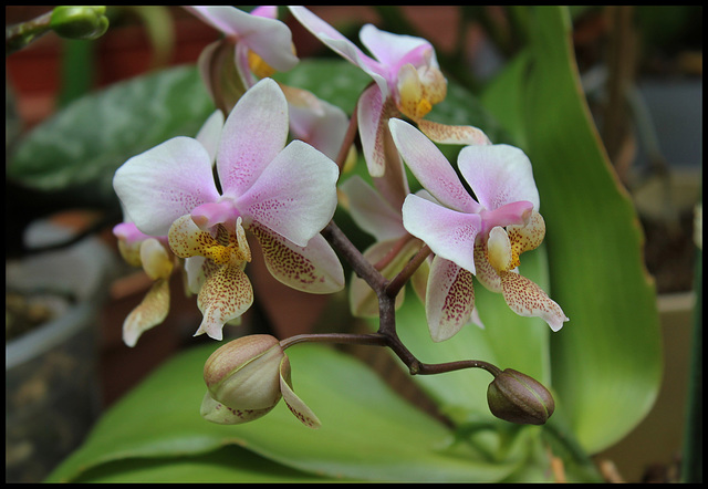 Phalaenopsis wiganae (2)