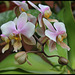 Phalaenopsis wiganae (2)