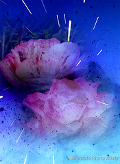 Roses avec Ultimate photo mixer