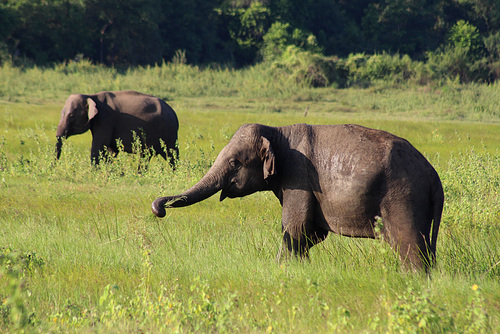 Elephants at Kaudulla National Park