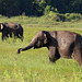 Elephants at Kaudulla National Park