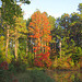 Sweetgum tree - autumn color