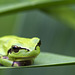 Rainette méridionale - Südlicher Laubfrosch - southern tree frog