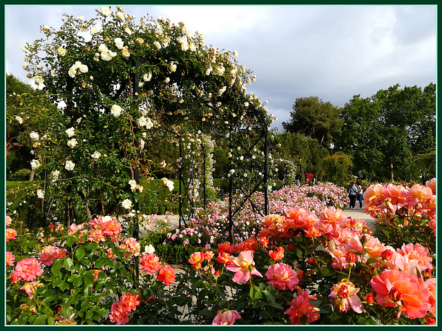 El Retiro rose garden.