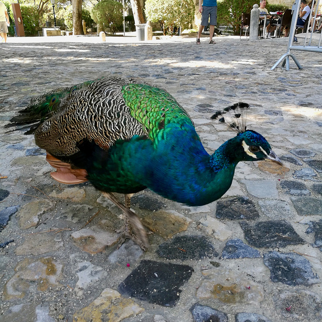 Lisbon 2018 – Peacock