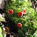 Orange Peel Fungus, Baggeridge Wood