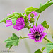 Bumble Bee on Common Mallow
