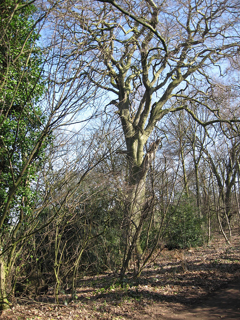 Baggeridge Wood