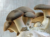 King Oyster mushrooms, edible and beautiful
