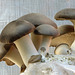 King Oyster mushrooms, edible and beautiful