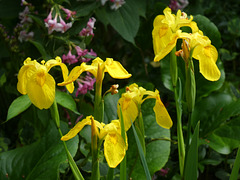 Gelbe Schwertlilien