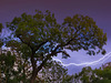 1 (103)...austria ...tree with thunder storm