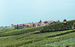 Rivaz (CH, Vaud). 15 septembre 2023.