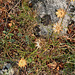 Nationalpark Paklenica - Ockerfarbenes Blümchen (unbekannt)