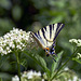 Surprising scarce swallowtail attracted  by Valerian