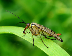 Panorpa germanica. Scorpion Fly,female