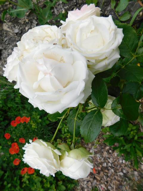 Des roses blanches pour Manchester , Londres et tous les autres...