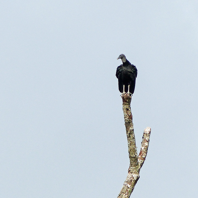 Black Vulture / Coragyps atratus, Trinidad