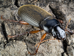 A New Beetle