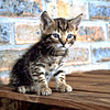 Kitten Hout Bay