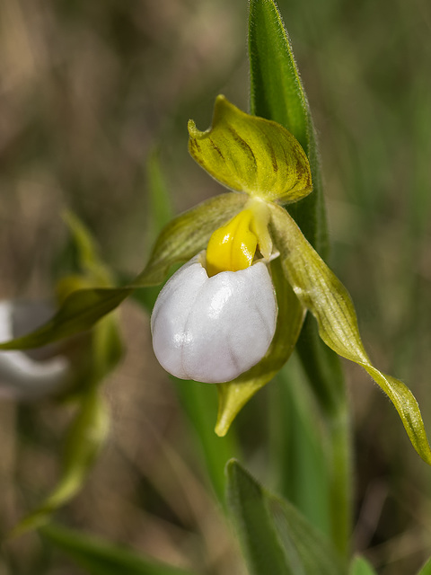 Cypripedium candidum (Small White Lady's-slipper orchid)