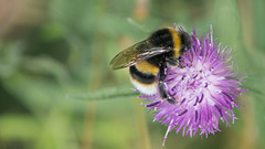 White-tailed Bumble Bee