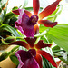 Orchideenzauber (2)