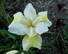 The Yellow Iris