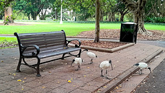 Bench and Bin Chickens