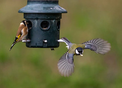 Goldfinch and great tit