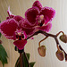 Orchideenzauber (3)