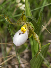 Cypripedium candidum (Small White Lady's-slipper orchid)