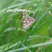Schmetterlingspirsch im hohen Gras (Vanessa cardui)