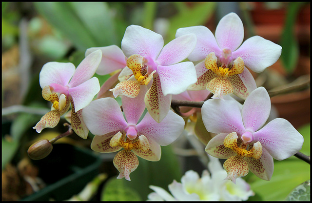 Phalaenopsis wiganae (4)