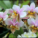 Phalaenopsis wiganae (4)