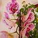Orchideenzauber (4)
