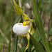Cypripedium candidum (Small White Lady's-slipper orchid)