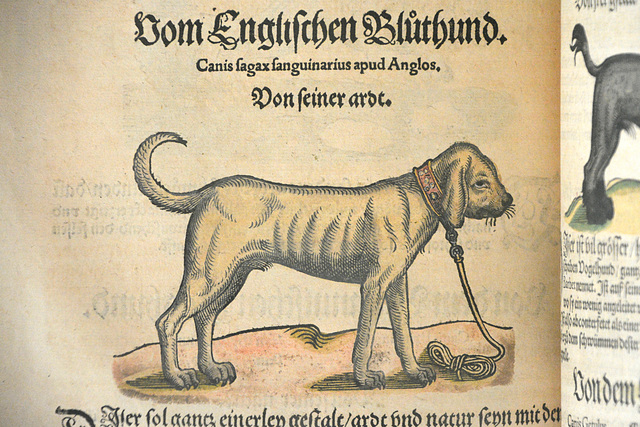 Leipzig 2017 – Deutsche Nationalbibliothek – Englischen Bluthund