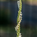 Spiranthes laciniata (Lacelip Ladies'-tresses orchid)