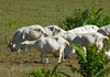 Troupeaux de chèvres en Ardèche...