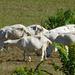 Troupeaux de chèvres en Ardèche...