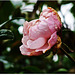 MON JARDIN - rose d'hiver