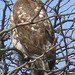 Red-tailed Hawk NYBG