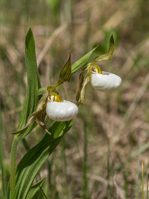 Cypripedium candidum (Small White Lady's-slipper orchid)