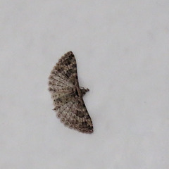 Many-plume moth / Alucita sp.